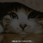 映画の字幕っぽいCSSアニメーションサンプル